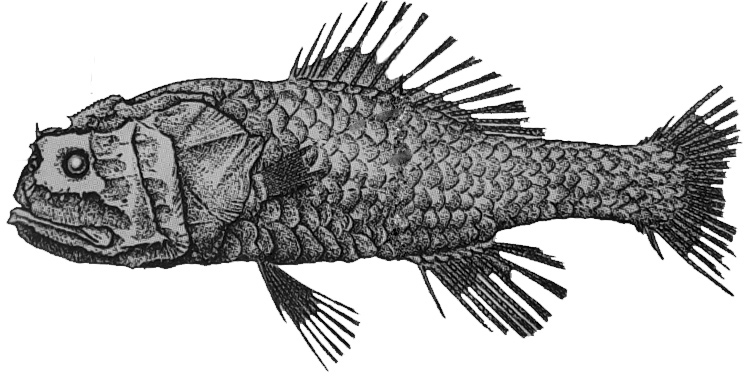 Poromitra crassiceps_01.jpg